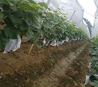 Non Woven Crop cover